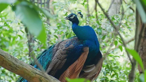 Peacocks Stock Footage 153815251