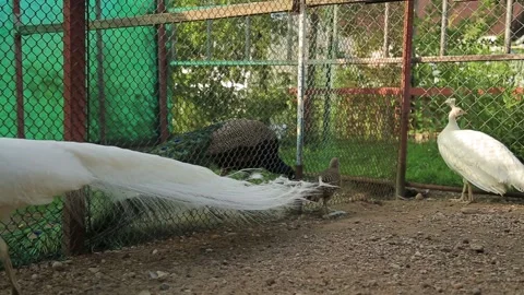 PEACOCKS Stock Footage 158050160
