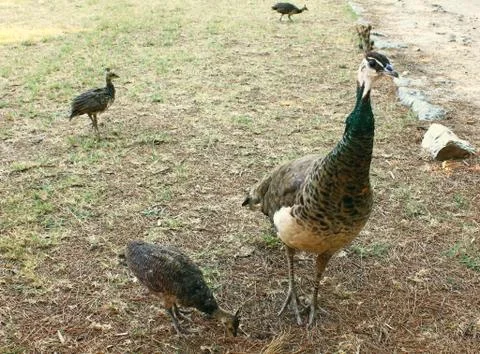 The peacocks in the garden Stock Photos