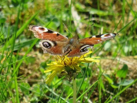 Peacock's Gaze Stock Photos