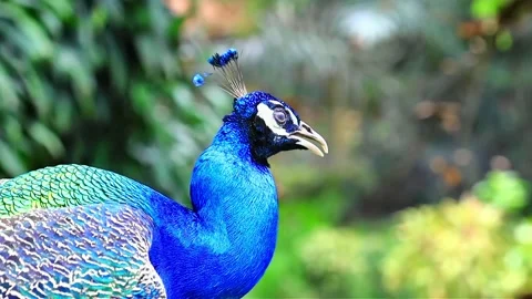 Peacock's head close up in the Kuala Lumpur birds park Stock Footage 236485963