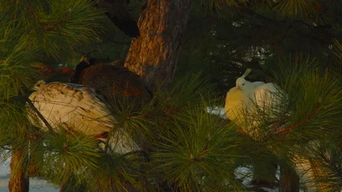 Peacocks illuminated by the setting sun sit on the branches of a pine tree Stock Footage 175193666
