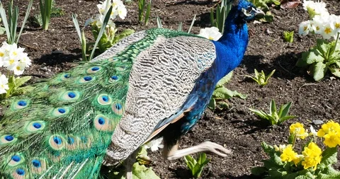 Peacocks on the lawn Stock Footage 127546501