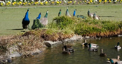 Peacocks on the lawn Stock Footage 127546522