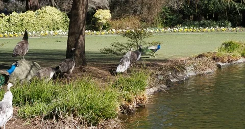 Peacocks on the lawn Stock Footage 127546561