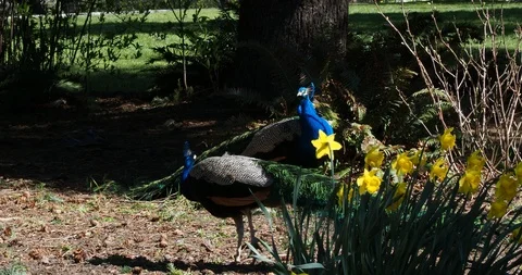 Peacocks on the lawn Stock Footage 127546749