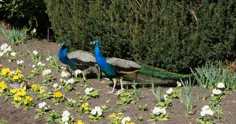 Peacocks on the lawn Stock Footage 127547027
