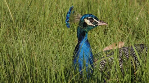Peacocks Looks Around Stockbeeldmateriaal 26595315