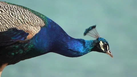 Peacocks Moni Island Greece Stock Footage 236277759
