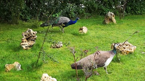 Peacocks in the park Stock-Footage 42971709