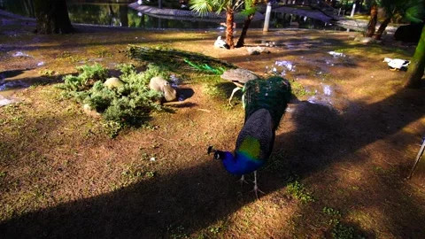 Peacocks in the park Stock Footage 151036878