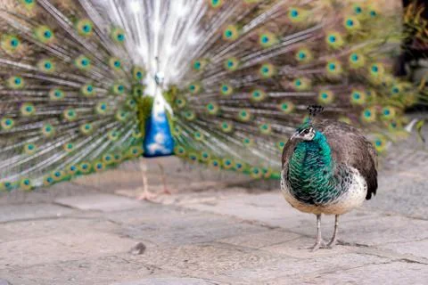 Peacocks in the park  Stock Photos