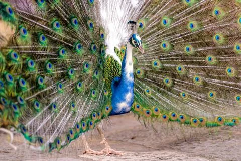 Peacocks in the park  Stock Photos
