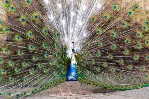 Peacocks in the park  Stock Photos