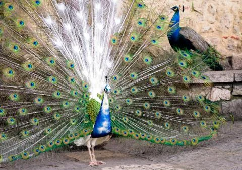Peacocks in the park  Stock Photos
