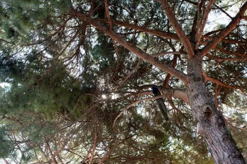 Peacocks perched on branches of trees in a park Stock Photos