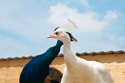 Peacocks Stock Photos