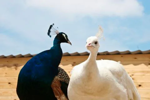 Peacocks Stock Photos