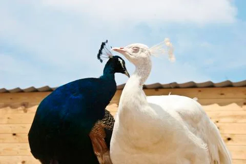 Peacocks Stock Photos