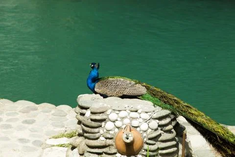 Peacocks Stock Photos