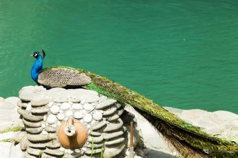 Peacocks Stock Photos