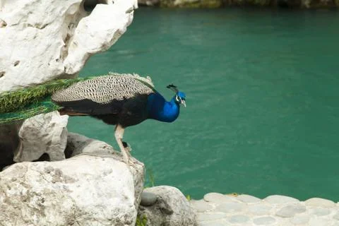 Peacocks Stock Photos