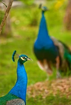 Peacocks Stock Photos