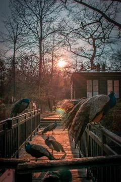 Peacocks 스톡 사진