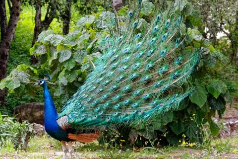 Peacock's Plumage Stock Photos