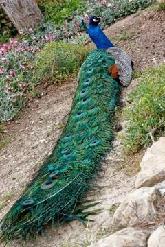 Peacock's plumage Stockfoto's