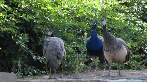 Peacocks Roaming Around Stock Footage 265423644