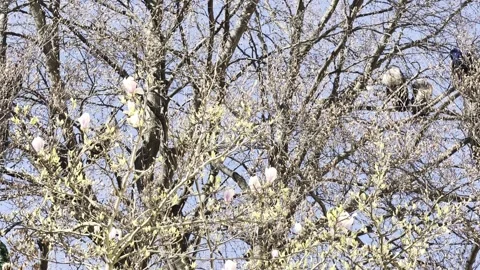 Peacocks roosting in tree blue sky 4K Dolby Vision HDR video Stock Footage 332350727