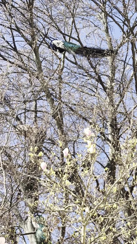 Peacocks roosting in tree blue sky Vertical 4K Dolby Vision HDR video Stock-Footage 332350729