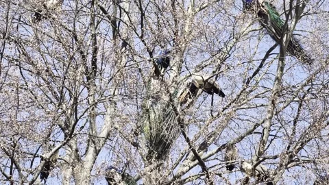 Peacocks roosting in tree blue sky 4K Dolby Vision HDR video Stock-Footage 332350758