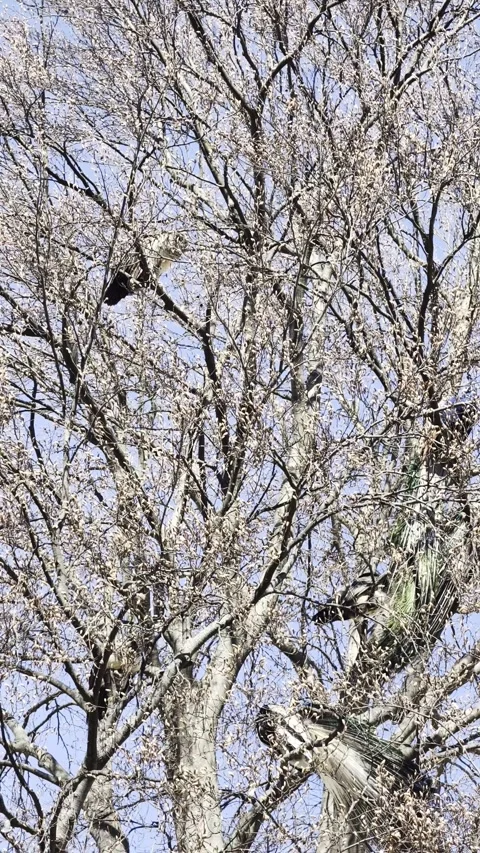 Peacocks roosting in tree blue sky Vertical 4K Dolby Vision HDR video Stock-Footage 332350759