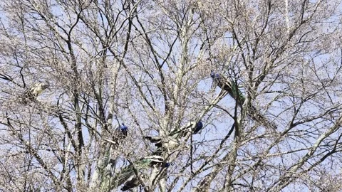 Peacocks roosting in tree blue sky 4K Dolby Vision HDR video Stock-Footage 332350850