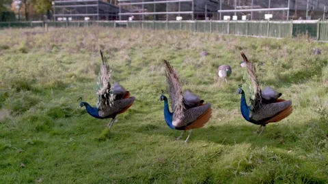 Peacocks ruffle their feathers in field Video stock 167951672