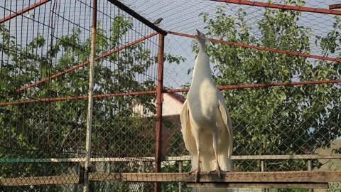 PEACOCKS SING Stock Footage 158050103