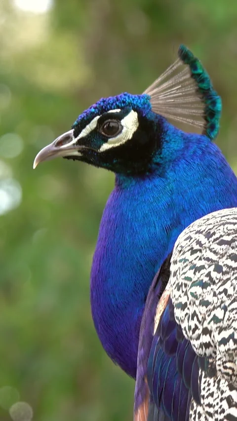 Peacocks sitting on branch in forest Stock Footage 327595249