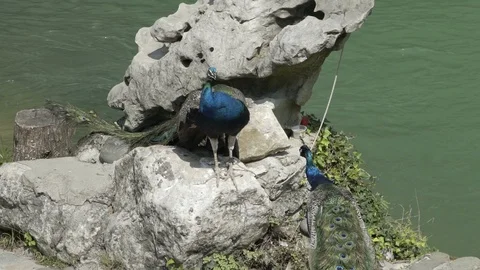 Peacocks sitting on stone against the background of the lake. Peacock is Stock-Footage 114876704