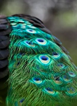 Peacock's spotted tail feathers Stock Photos