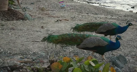 Peacocks on a st john beach, Frank bay, united states virgin islands Stock Footage 83652838