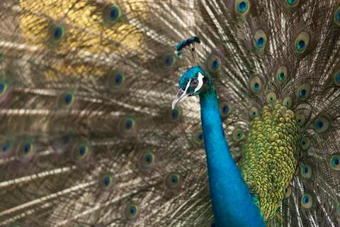 Peacocks tail was docked the raft. Stock Photos