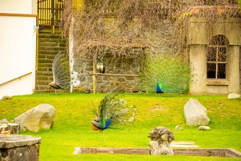 Peacocks on territory of medieval castle Blatna in spring time, Czech Republic Stock Photos