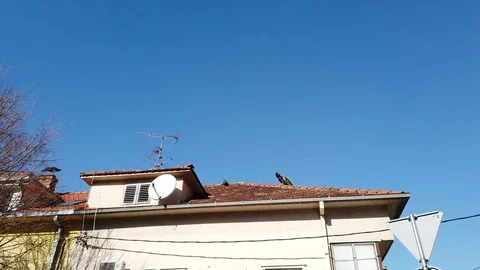 Peacocks on the top of the building Video stock 102621275
