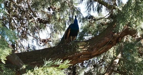 Peacocks on the tree Stock Footage 127546874