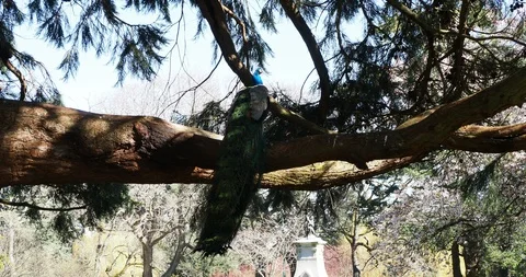 Peacocks on the tree Stock Footage 127546900