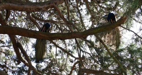 Peacocks on the tree Stock Footage 127547097