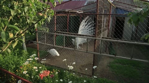 PEACOCKS IN THE VILLAGE YARD Stock Footage 158050100