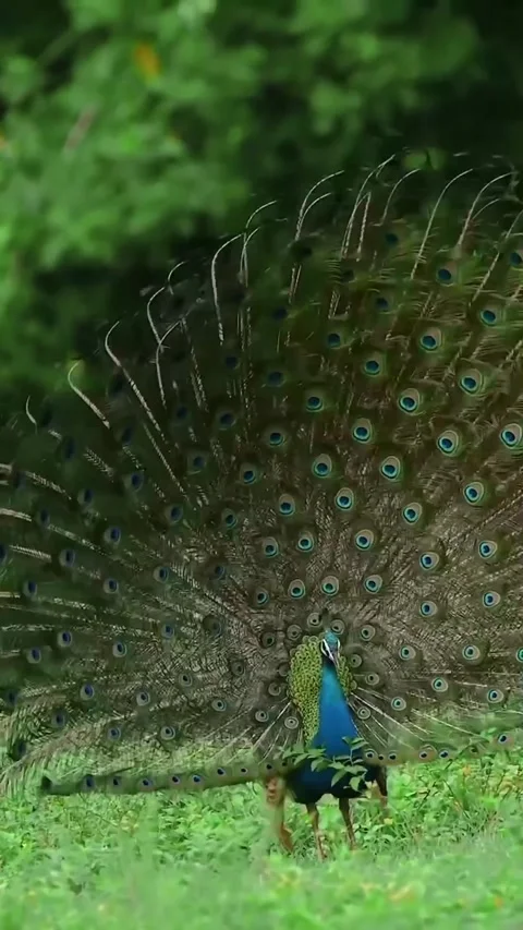 Peacocks wagging their tails in the forest Video stock 319383989